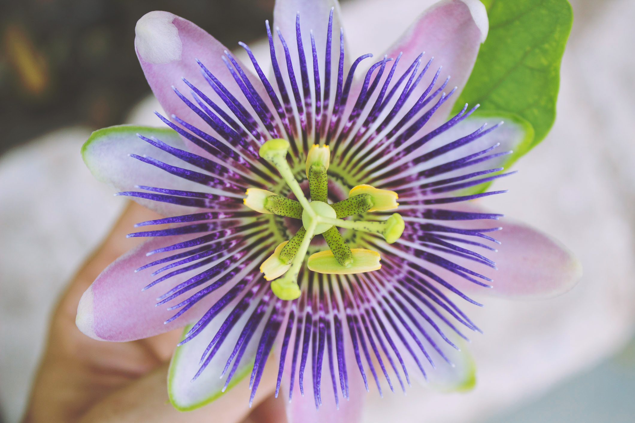 passionsblume